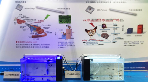 億光與臺大團隊研發(fā)出石斑魚專用LED燈具